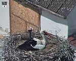 Capi_Dubne_20250501_130003.jpg