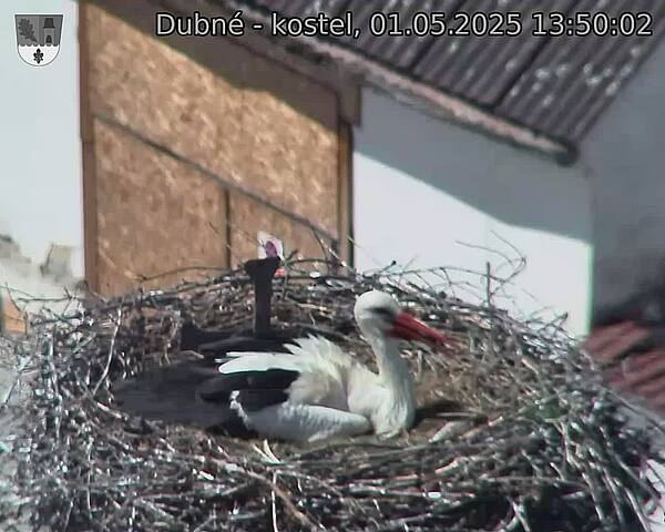 Capi_Dubne_20250501_135002.jpg (1350 x 1080)