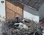 Capi_Dubne_20250501_140003.jpg