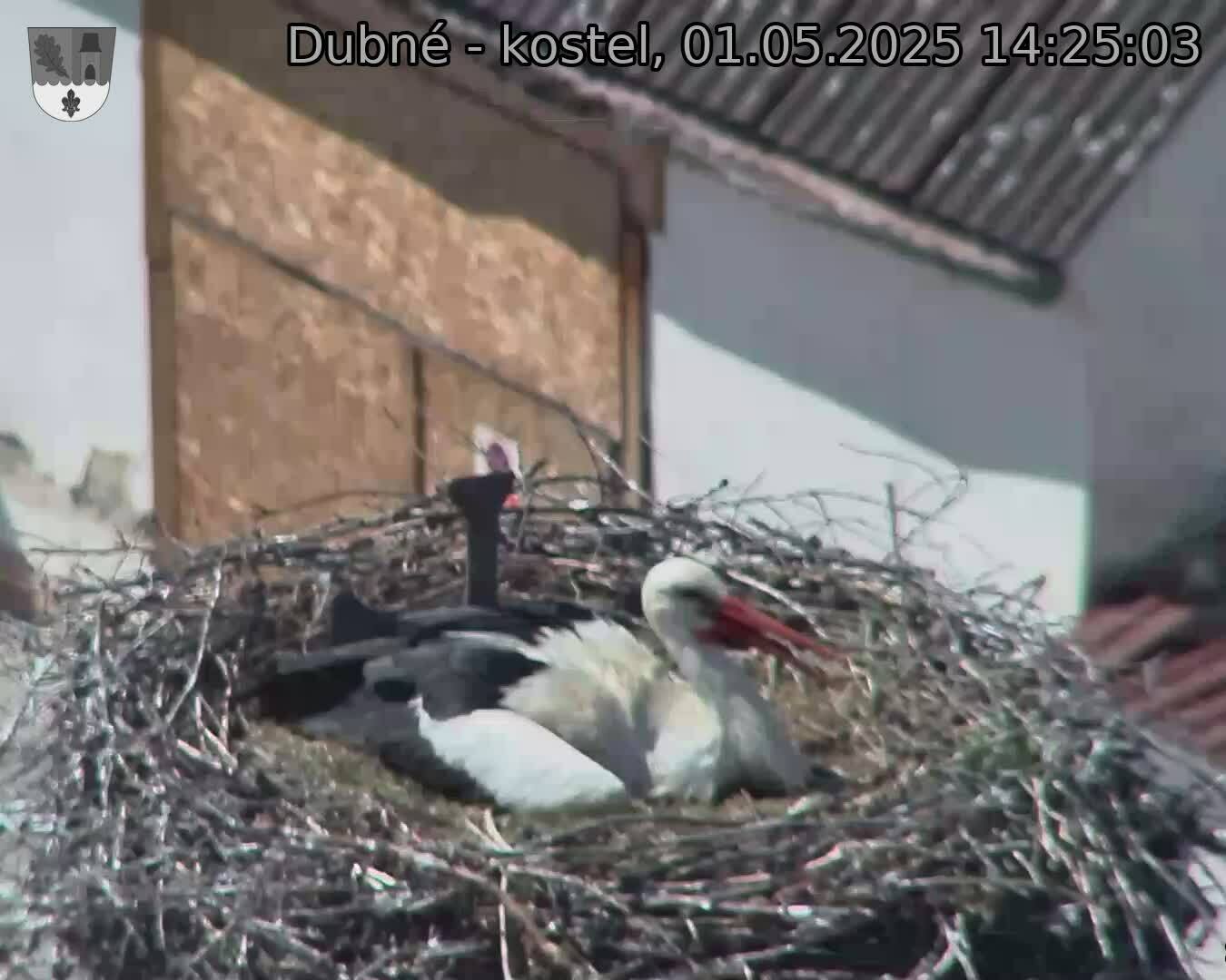 Capi_Dubne_20250501_142503.jpg (1350 x 1080)