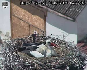 Capi_Dubne_20250501_142503.jpg (1350 x 1080)