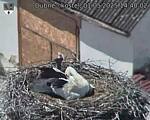Capi_Dubne_20250501_144002.jpg