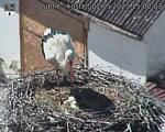 Capi_Dubne_20250501_150003.jpg