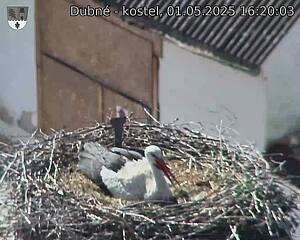Capi_Dubne_20250501_162003.jpg (1350 x 1080)