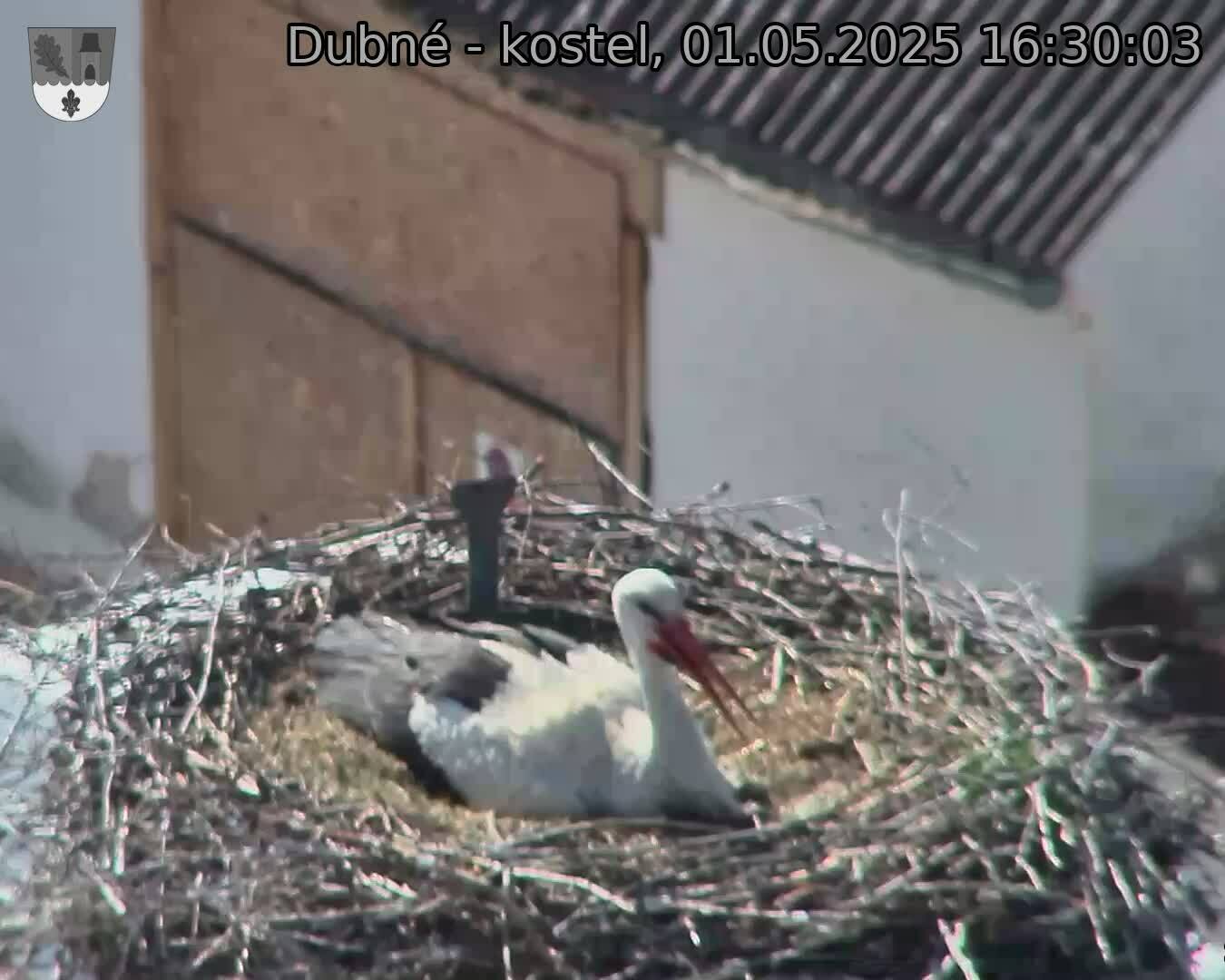 Capi_Dubne_20250501_163003.jpg (1350 x 1080)