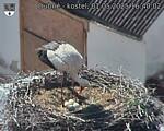 Capi_Dubne_20250501_164002.jpg
