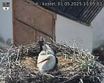 Capi_Dubne_20250501_170503.jpg