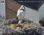 Capi_Dubne_20250501_171002.jpg