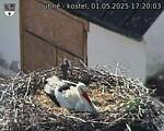 Capi_Dubne_20250501_172003.jpg