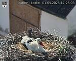Capi_Dubne_20250501_172503.jpg