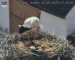 Capi_Dubne_20250501_173503.jpg