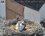 Capi_Dubne_20250501_174503.jpg
