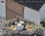 Capi_Dubne_20250501_180003.jpg