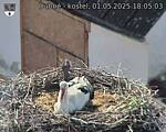 Capi_Dubne_20250501_180503.jpg