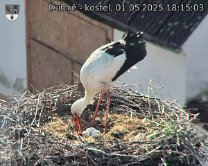 Capi_Dubne_20250501_181503.jpg (1350 x 1080)