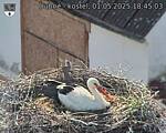 Capi_Dubne_20250501_184503.jpg