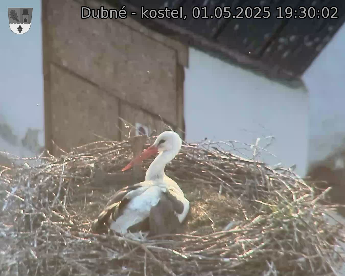 Capi_Dubne_20250501_193002.jpg (1350 x 1080)