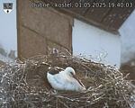 Capi_Dubne_20250501_194003.jpg