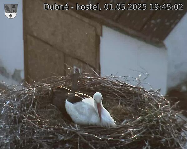 Capi_Dubne_20250501_194502.jpg (1350 x 1080)