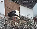 Capi_Dubne_20250501_202503.jpg