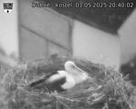 Capi_Dubne_20250501_204002.jpg