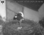 Capi_Dubne_20250501_205002.jpg