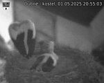 Capi_Dubne_20250501_205503.jpg