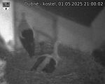 Capi_Dubne_20250501_210002.jpg