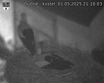 Capi_Dubne_20250501_211003.jpg