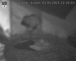 Capi_Dubne_20250501_222003.jpg