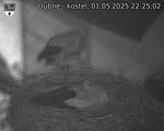Capi_Dubne_20250501_222502.jpg