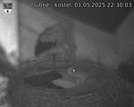 Capi_Dubne_20250501_223003.jpg