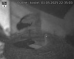 Capi_Dubne_20250501_223503.jpg