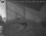 Capi_Dubne_20250501_224503.jpg