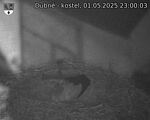 Capi_Dubne_20250501_230003.jpg