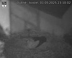 Capi_Dubne_20250501_231002.jpg