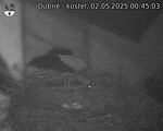 Capi_Dubne_20250502_004503.jpg