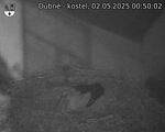 Capi_Dubne_20250502_005002.jpg
