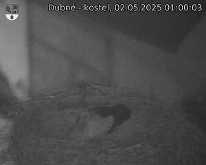 Capi_Dubne_20250502_010003.jpg (1350 x 1080)