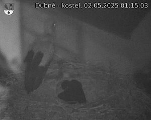 Capi_Dubne_20250502_011503.jpg (1350 x 1080)