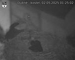 Capi_Dubne_20250502_012502.jpg