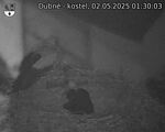 Capi_Dubne_20250502_013003.jpg