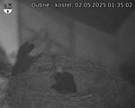 Capi_Dubne_20250502_013502.jpg