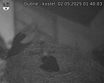 Capi_Dubne_20250502_014003.jpg