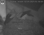 Capi_Dubne_20250502_015003.jpg