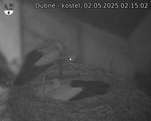Capi_Dubne_20250502_021502.jpg (1350 x 1080)