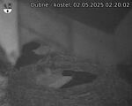 Capi_Dubne_20250502_022002.jpg