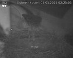 Capi_Dubne_20250502_022503.jpg