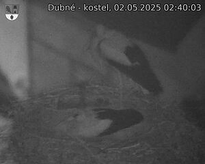 Capi_Dubne_20250502_024003.jpg (1350 x 1080)