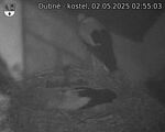 Capi_Dubne_20250502_025503.jpg